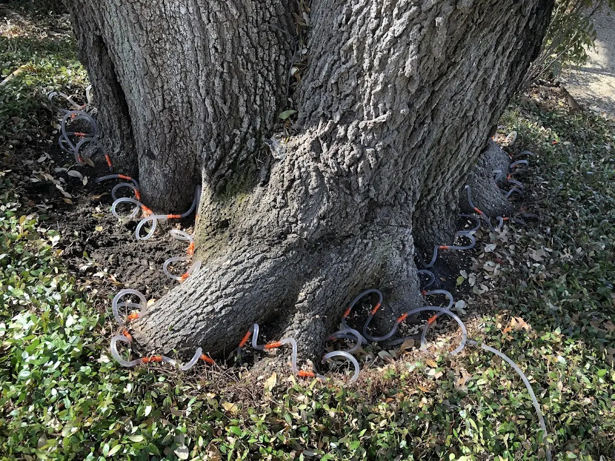 Detailed Tree Cabling and Bracing job site in White Marsh